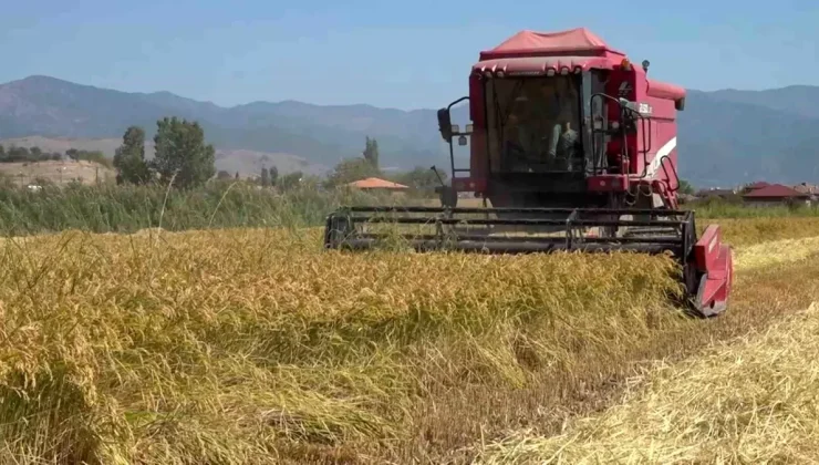 Amasya’nın Taşova ilçesinde çeltik hasadı başladı